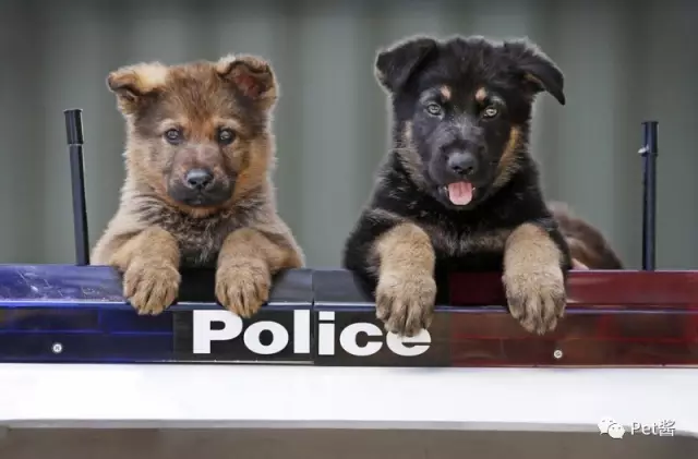 警犬技术专业大二，与专属小狗的奇妙邂逅