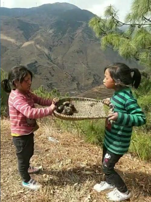 彝族女孩淡定喂猪，高考620分背后的故事