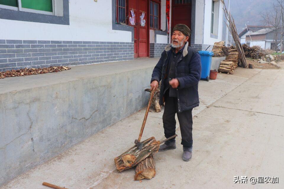 400年古树被村民烧毁，当地回应的背后