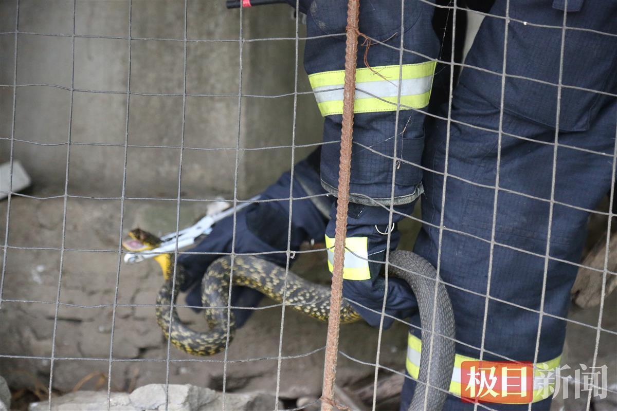 村民报警抓蛇，意外收获买1送22的惊喜