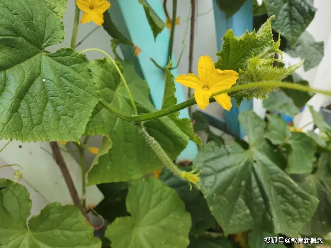女子自家小院的奇妙发现,黄瓜藤上的一片新绿 女子自家小院的奇妙发现,黄瓜藤上的一片新绿