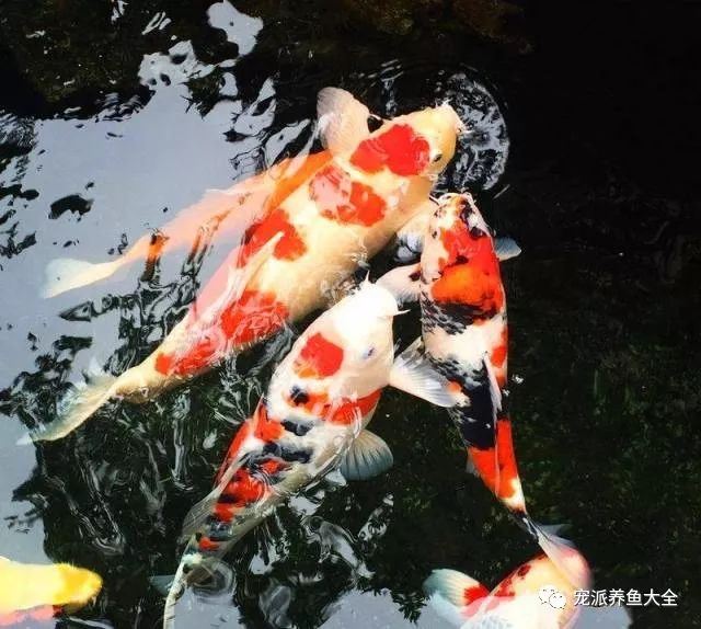 锦鲤之殇，一个月未投喂的惊人变化