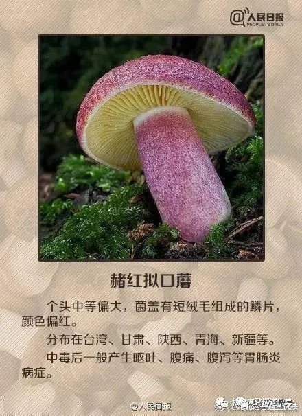 野蘑菇的致命诱惑，AI的误判与9岁娃的生死较量