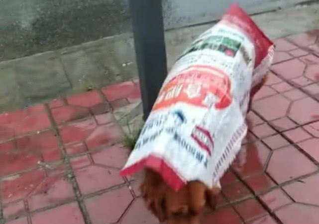 暴雨来临前狗狗主动给玉米盖防水布 暴雨来临前狗狗主动给玉米盖防水布